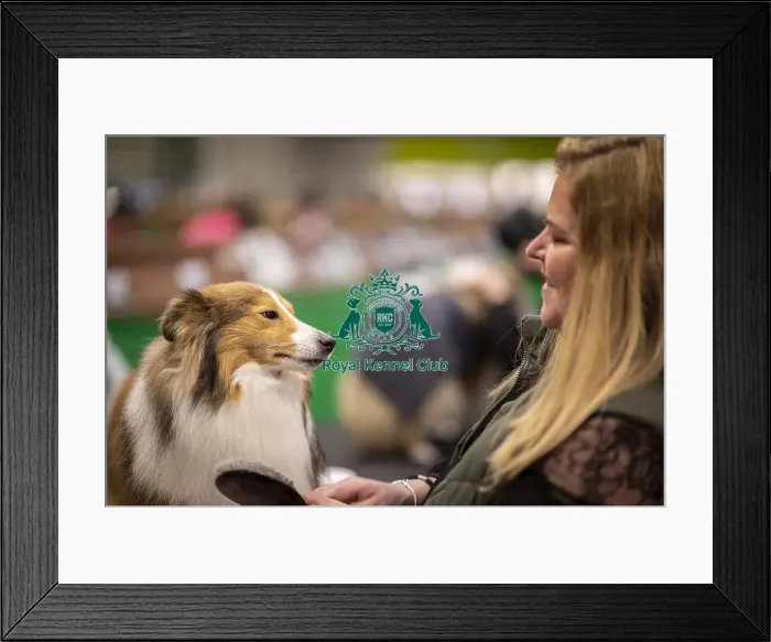 Framed Print : D-C-D-0-1-9-0 Crufts 2024 NEC Birmingham Day 3 Framed Print : D-C-D-0-1-9-0 Crufts 2024 NEC Birmingham Day 3