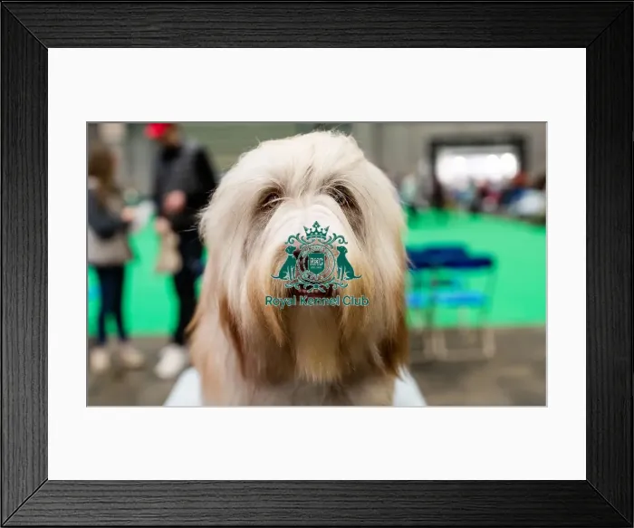 Framed Print : D-C-D-0-1-9-0 Crufts 2024 NEC Birmingham Day 3