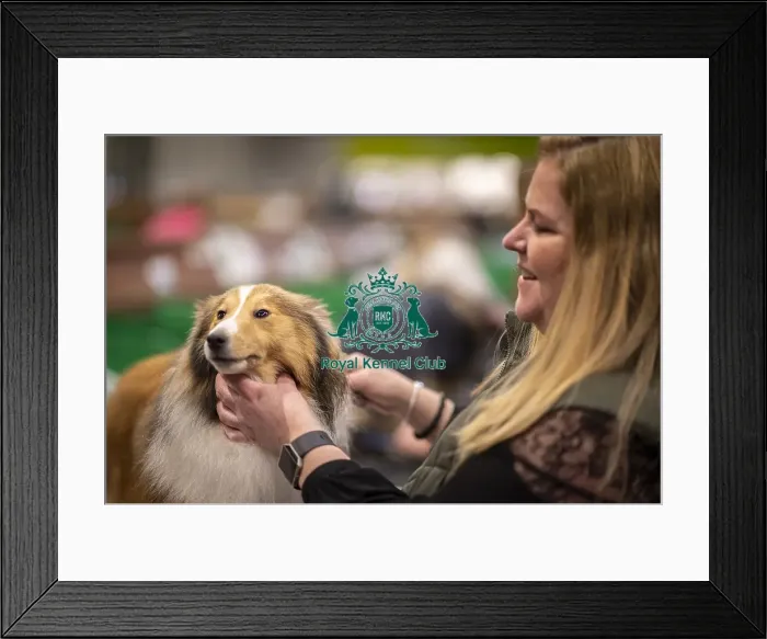 Framed Print : D-C-D-0-1-9-0 Crufts 2024 NEC Birmingham Day 3 Framed Print : D-C-D-0-1-9-0 Crufts 2024 NEC Birmingham Day 3