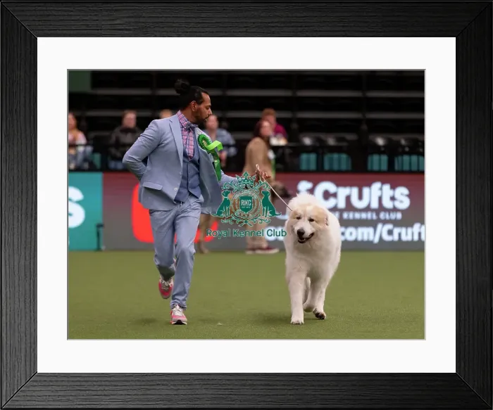 Framed Print : D-C-D-0-1-9-0 Crufts 2024 NEC Birmingham Pastoral Framed Print : D-C-D-0-1-9-0 Crufts 2024 NEC Birmingham Pastoral