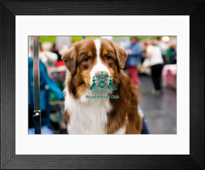 Framed Print : D-C-D-0-1-9-0 Crufts 2024 NEC Birmingham Day 3 Framed Print : D-C-D-0-1-9-0 Crufts 2024 NEC Birmingham Day 3