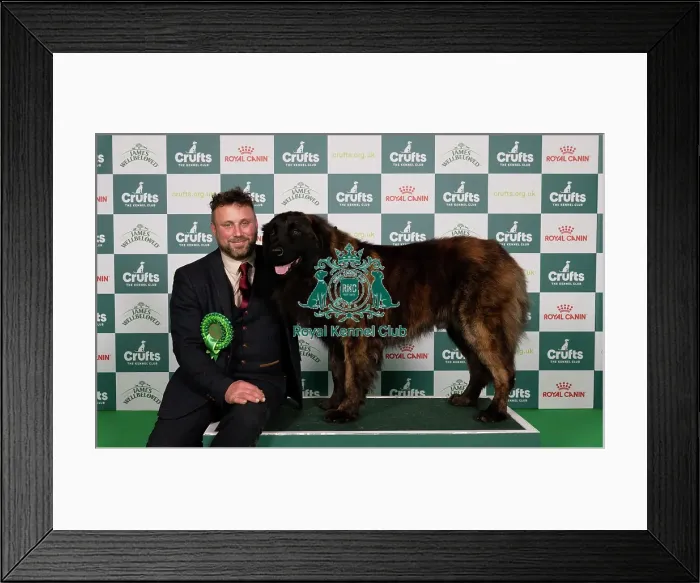 Framed Print : D-C-D-0-1-9-0 Crufts 2024 NEC Birmingham Pastoral