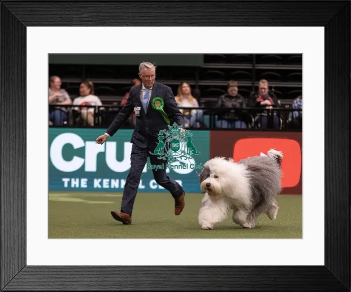 Framed Print : D-C-D-0-1-9-0 Crufts 2024 NEC Birmingham Pastoral Framed Print : D-C-D-0-1-9-0 Crufts 2024 NEC Birmingham Pastoral