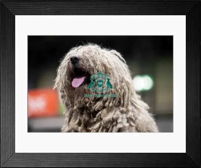 Framed Print : D-C-D-0-1-9-0 Crufts 2024 NEC Birmingham Day 3