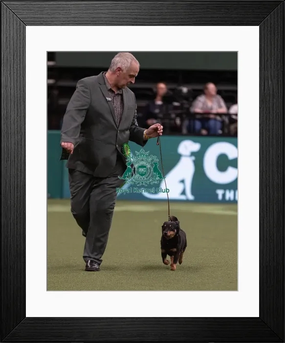 Framed Print : D-C-D-0-1-9-0 Crufts 2024 NEC Birmingham Pastoral Framed Print : D-C-D-0-1-9-0 Crufts 2024 NEC Birmingham Pastoral