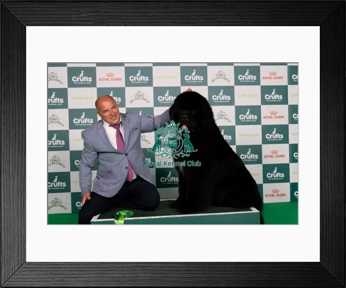 Framed Print : D-C-D-0-1-9-0 Crufts 2024 NEC Birmingham Working
