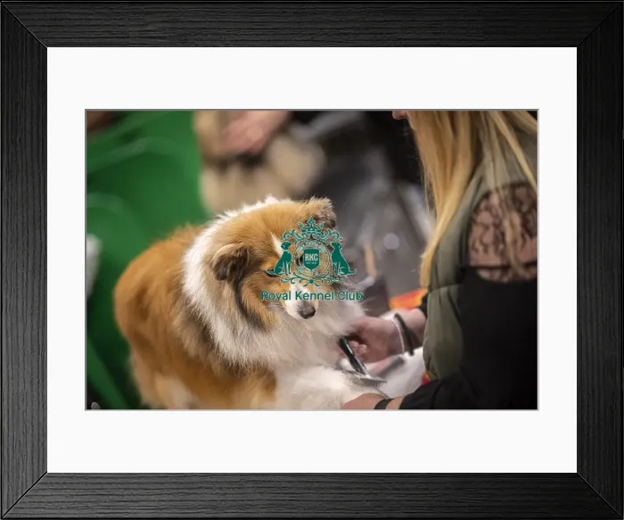 Framed Print : D-C-D-0-1-9-0 Crufts 2024 NEC Birmingham Day 3 Framed Print : D-C-D-0-1-9-0 Crufts 2024 NEC Birmingham Day 3