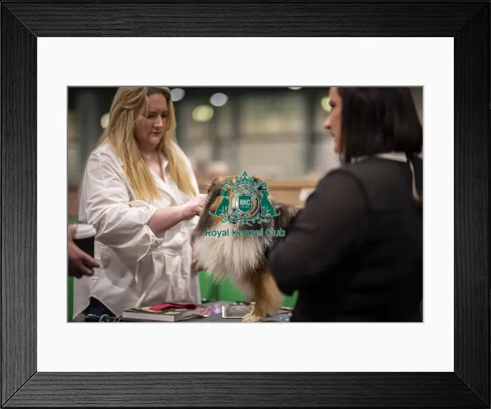Framed Print : D-C-D-0-1-9-0 Crufts 2024 NEC Birmingham Day 3 Framed Print : D-C-D-0-1-9-0 Crufts 2024 NEC Birmingham Day 3