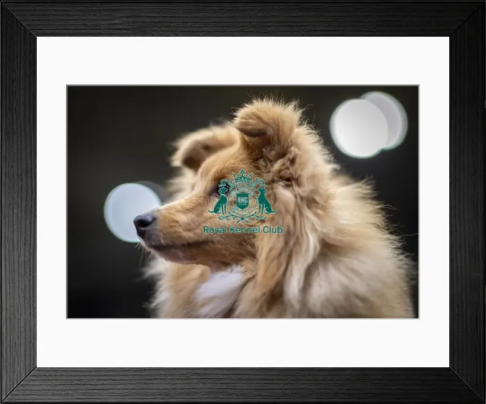 Framed Print : D-C-D-0-1-9-0 Crufts 2024 NEC Birmingham Day 3
