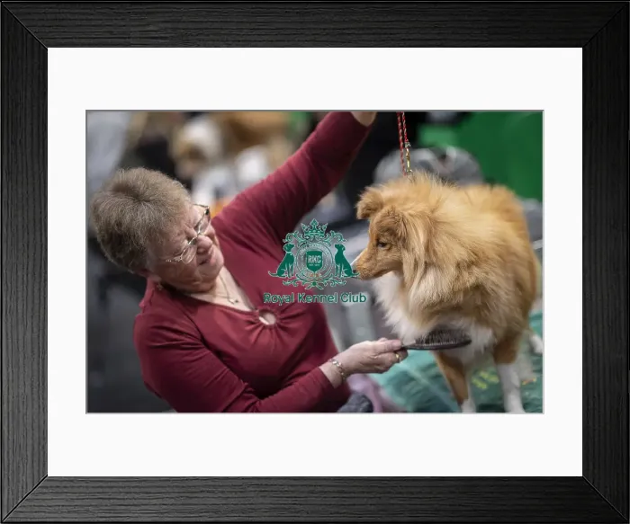 Framed Print : D-C-D-0-1-9-0 Crufts 2024 NEC Birmingham Day 3 Framed Print : D-C-D-0-1-9-0 Crufts 2024 NEC Birmingham Day 3