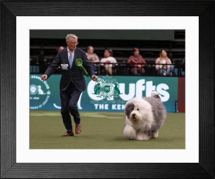 Framed Print : D-C-D-0-1-9-0 Crufts 2024 NEC Birmingham Pastoral Framed Print : D-C-D-0-1-9-0 Crufts 2024 NEC Birmingham Pastoral