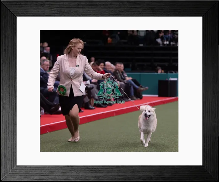 Framed Print : D-C-D-0-1-9-0 Crufts 2024 NEC Birmingham Pastoral Framed Print : D-C-D-0-1-9-0 Crufts 2024 NEC Birmingham Pastoral