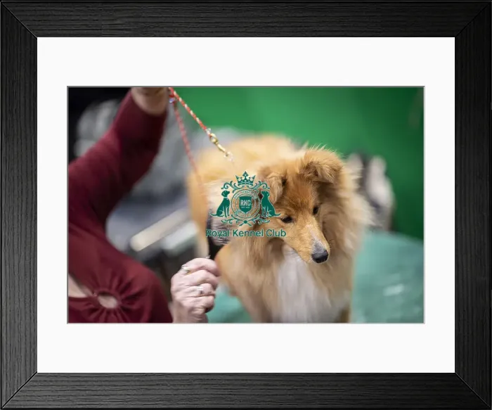 Framed Print : D-C-D-0-1-9-0 Crufts 2024 NEC Birmingham Day 3