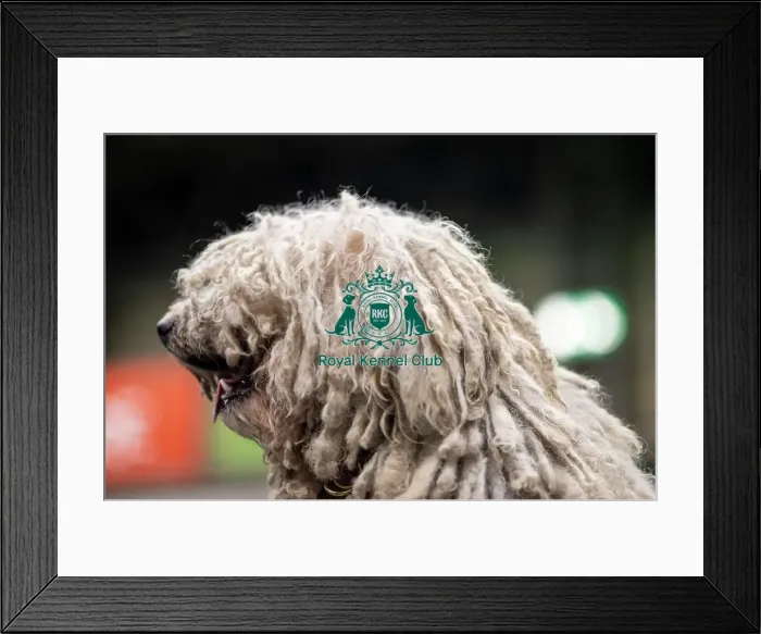 Framed Print : D-C-D-0-1-9-0 Crufts 2024 NEC Birmingham Day 3 Framed Print : D-C-D-0-1-9-0 Crufts 2024 NEC Birmingham Day 3
