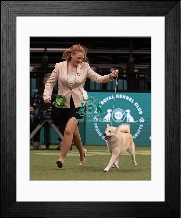Framed Print : D-C-D-0-1-9-0 Crufts 2024 NEC Birmingham Pastoral