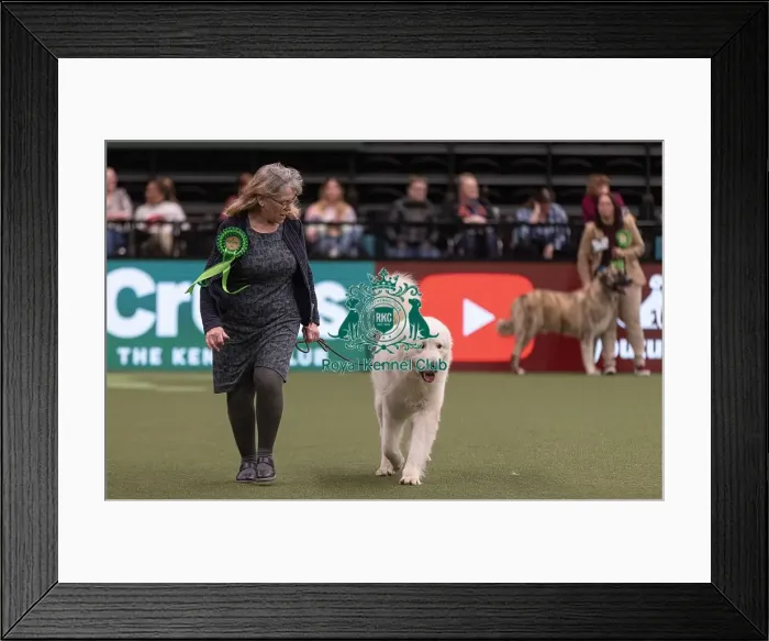 Framed Print : D-C-D-0-1-9-0 Crufts 2024 NEC Birmingham Pastoral