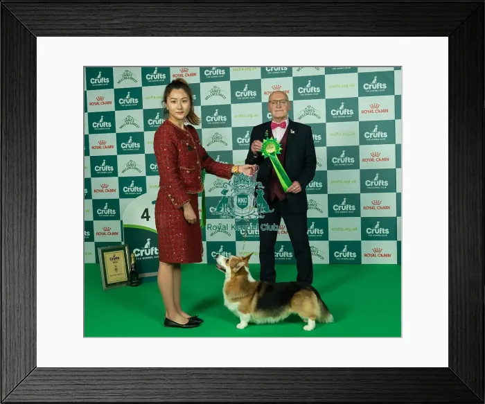 Framed Print : D-C-D-0-1-9-0 Crufts 2024 NEC Birmingham Pastoral Framed Print : D-C-D-0-1-9-0 Crufts 2024 NEC Birmingham Pastoral
