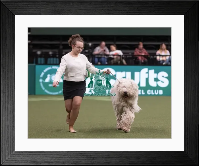 Framed Print : D-C-D-0-1-9-0 Crufts 2024 NEC Birmingham Pastoral Framed Print : D-C-D-0-1-9-0 Crufts 2024 NEC Birmingham Pastoral