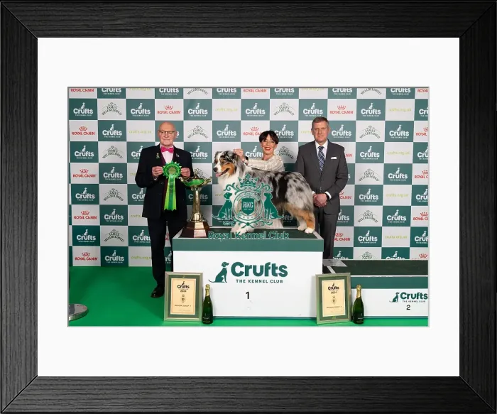 Framed Print : D-C-D-0-1-9-0 Crufts 2024 NEC Birmingham Pastoral