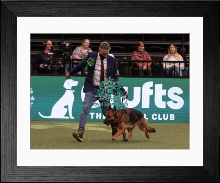 Framed Print : D-C-D-0-1-9-0 Crufts 2024 NEC Birmingham Pastoral
