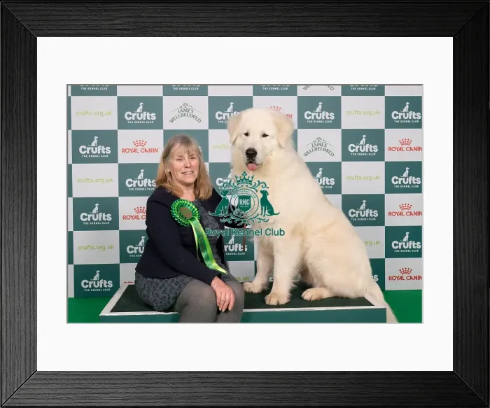 Framed Print : D-C-D-0-1-9-0 Crufts 2024 NEC Birmingham Pastoral