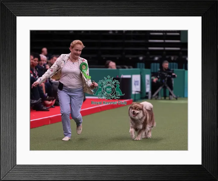 Framed Print : D-C-D-0-1-9-0 Crufts 2024 NEC Birmingham Pastoral Framed Print : D-C-D-0-1-9-0 Crufts 2024 NEC Birmingham Pastoral