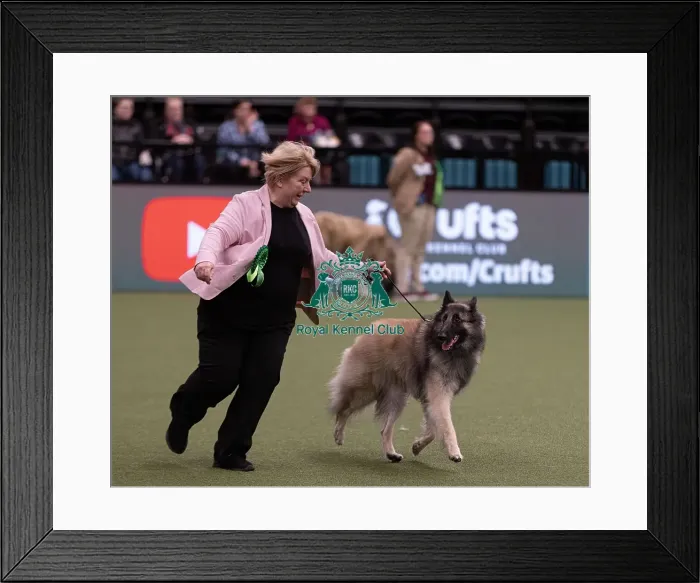 Framed Print : D-C-D-0-1-9-0 Crufts 2024 NEC Birmingham Pastoral Framed Print : D-C-D-0-1-9-0 Crufts 2024 NEC Birmingham Pastoral