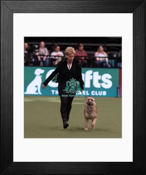 Framed Print : D-C-D-0-1-9-0 Crufts 2024 NEC Birmingham Pastoral