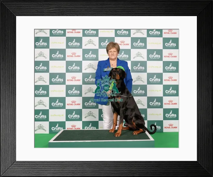 Framed Print : D-C-D-0-1-9-0 Crufts 2024 NEC Birmingham Working Framed Print : D-C-D-0-1-9-0 Crufts 2024 NEC Birmingham Working
