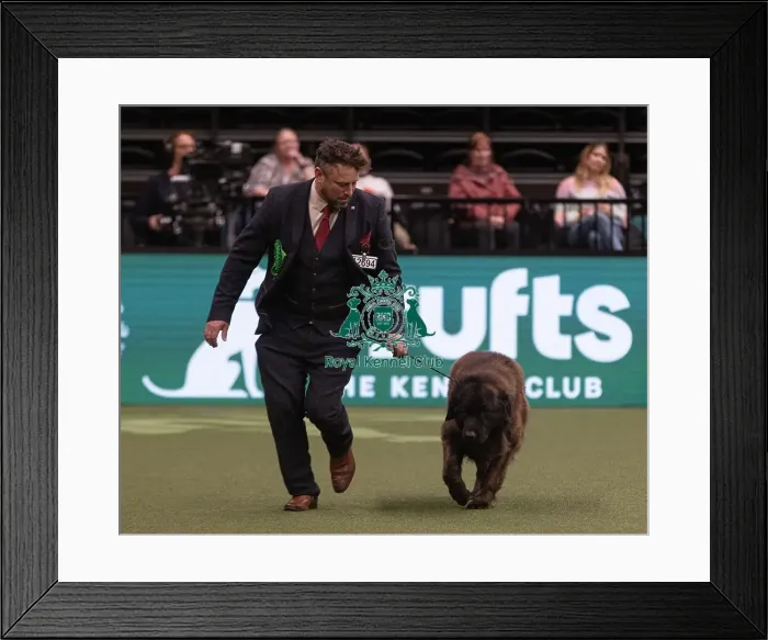 Framed Print : D-C-D-0-1-9-0 Crufts 2024 NEC Birmingham Pastoral