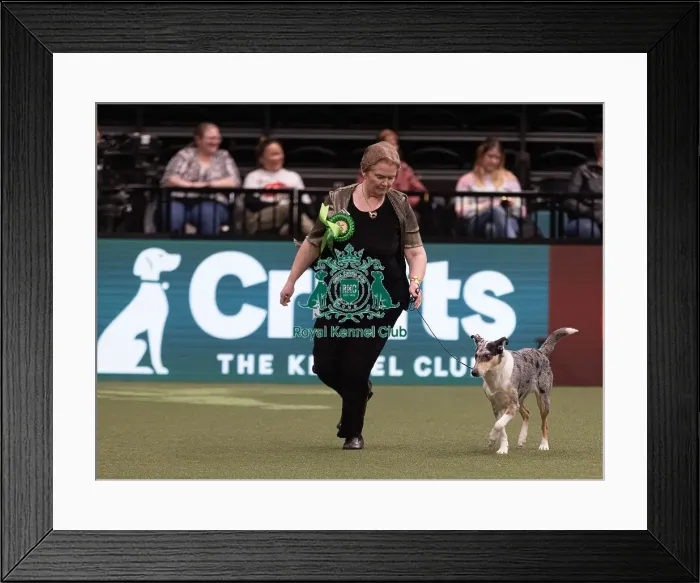 Framed Print : D-C-D-0-1-9-0 Crufts 2024 NEC Birmingham Pastoral Framed Print : D-C-D-0-1-9-0 Crufts 2024 NEC Birmingham Pastoral