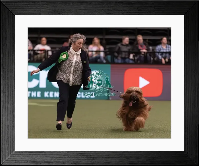Framed Print : D-C-D-0-1-9-0 Crufts 2024 NEC Birmingham Pastoral Framed Print : D-C-D-0-1-9-0 Crufts 2024 NEC Birmingham Pastoral
