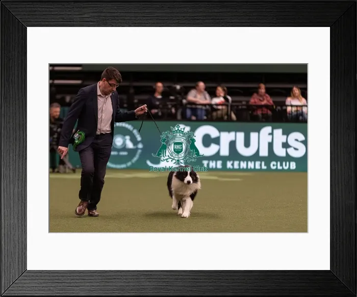 Framed Print : D-C-D-0-1-9-0 Crufts 2024 NEC Birmingham Pastoral Framed Print : D-C-D-0-1-9-0 Crufts 2024 NEC Birmingham Pastoral