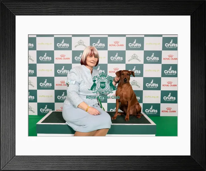 Framed Print : D-C-D-0-1-9-0 Crufts 2024 NEC Birmingham Working Framed Print : D-C-D-0-1-9-0 Crufts 2024 NEC Birmingham Working