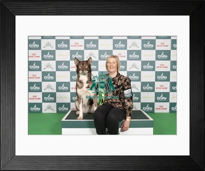 Framed Print : D-C-D-0-1-9-0 Crufts 2024 NEC Birmingham Working Framed Print : D-C-D-0-1-9-0 Crufts 2024 NEC Birmingham Working