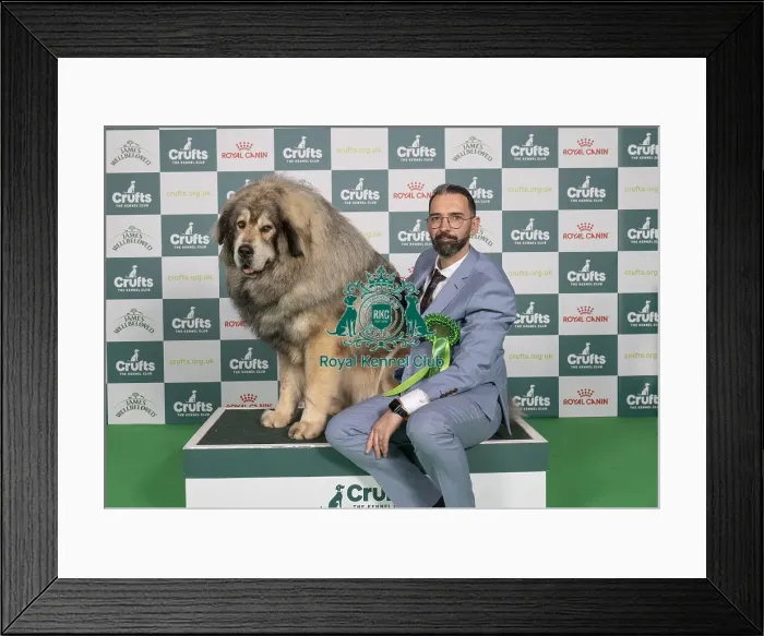 Framed Print : D-C-D-0-1-9-0 Crufts 2024 NEC Birmingham Working Framed Print : D-C-D-0-1-9-0 Crufts 2024 NEC Birmingham Working
