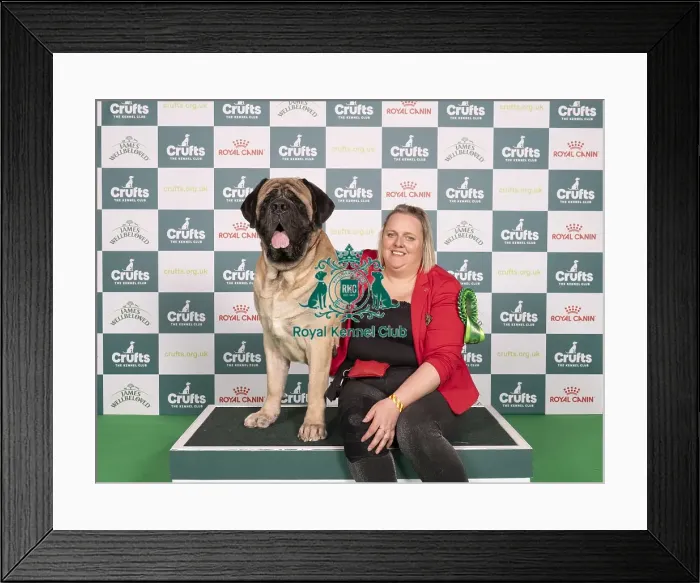Framed Print : D-C-D-0-1-9-0 Crufts 2024 NEC Birmingham Working Framed Print : D-C-D-0-1-9-0 Crufts 2024 NEC Birmingham Working