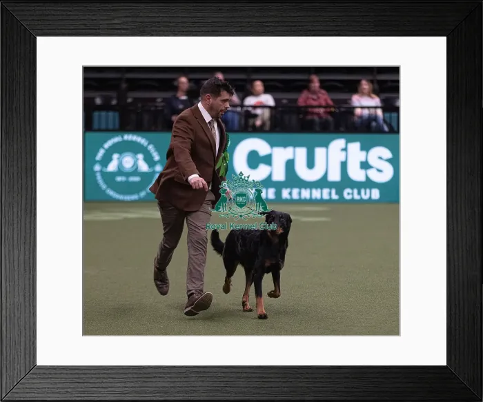 Framed Print : D-C-D-0-1-9-0 Crufts 2024 NEC Birmingham Pastoral Framed Print : D-C-D-0-1-9-0 Crufts 2024 NEC Birmingham Pastoral