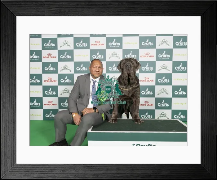 Framed Print : D-C-D-0-1-9-0 Crufts 2024 NEC Birmingham Working Framed Print : D-C-D-0-1-9-0 Crufts 2024 NEC Birmingham Working
