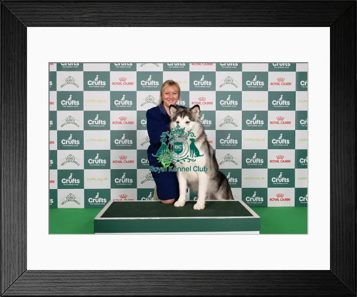 Framed Print : D-C-D-0-1-9-0 Crufts 2024 NEC Birmingham Working Framed Print : D-C-D-0-1-9-0 Crufts 2024 NEC Birmingham Working