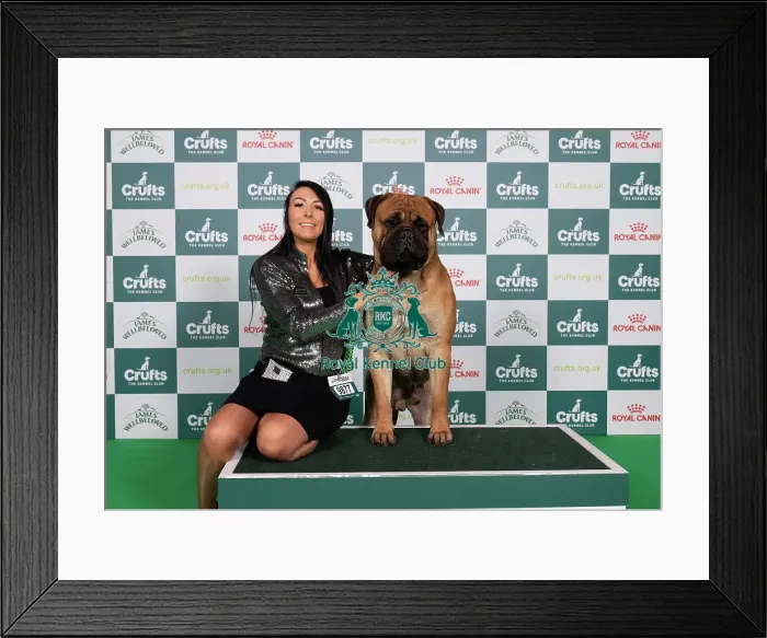 Framed Print : D-C-D-0-1-9-0 Crufts 2024 NEC Birmingham Working Framed Print : D-C-D-0-1-9-0 Crufts 2024 NEC Birmingham Working