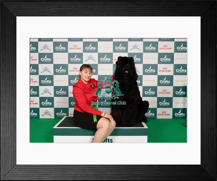 Framed Print : D-C-D-0-1-9-0 Crufts 2024 NEC Birmingham Working Framed Print : D-C-D-0-1-9-0 Crufts 2024 NEC Birmingham Working