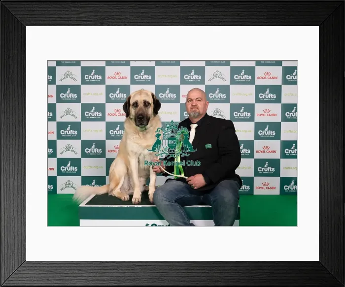 Framed Print : D-C-D-0-1-9-0 Crufts 2024 NEC Birmingham Pastoral Framed Print : D-C-D-0-1-9-0 Crufts 2024 NEC Birmingham Pastoral
