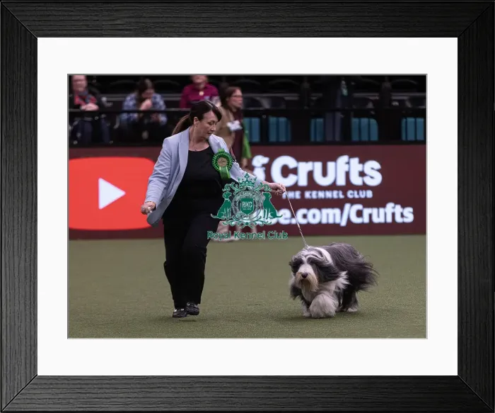 Framed Print : D-C-D-0-1-9-0 Crufts 2024 NEC Birmingham Pastoral Framed Print : D-C-D-0-1-9-0 Crufts 2024 NEC Birmingham Pastoral