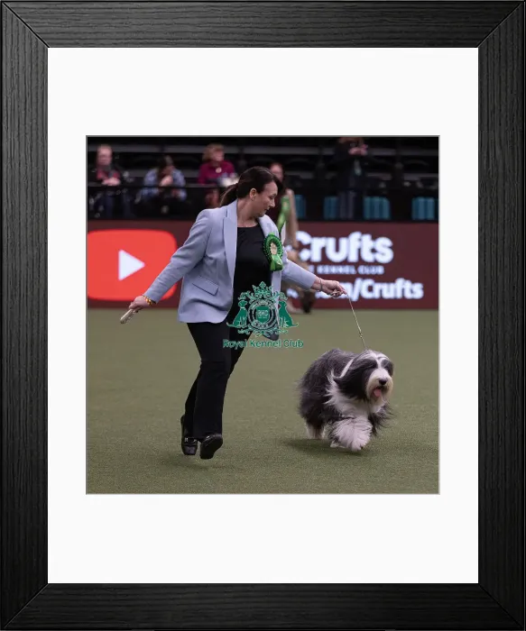 Framed Print : D-C-D-0-1-9-0 Crufts 2024 NEC Birmingham Pastoral Framed Print : D-C-D-0-1-9-0 Crufts 2024 NEC Birmingham Pastoral