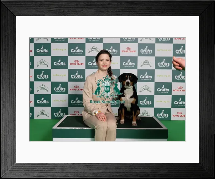 Framed Print : D-C-D-0-1-9-0 Crufts 2024 NEC Birmingham Working Framed Print : D-C-D-0-1-9-0 Crufts 2024 NEC Birmingham Working