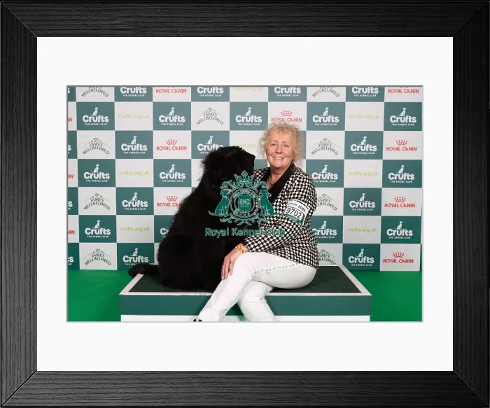 Framed Print : D-C-D-0-1-9-0 Crufts 2024 NEC Birmingham Working Framed Print : D-C-D-0-1-9-0 Crufts 2024 NEC Birmingham Working