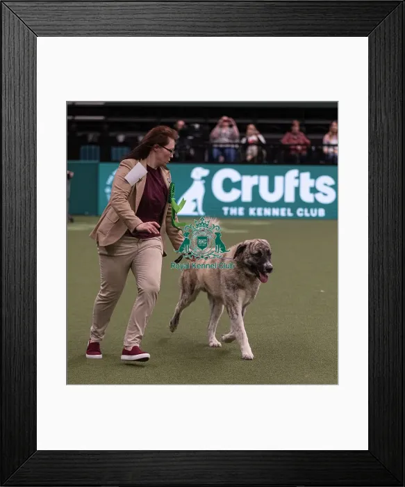 Framed Print : D-C-D-0-1-9-0 Crufts 2024 NEC Birmingham Pastoral Framed Print : D-C-D-0-1-9-0 Crufts 2024 NEC Birmingham Pastoral