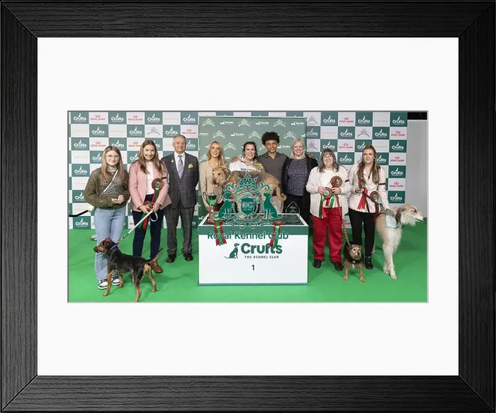 Framed Print : D-C-D-0-1-9-0 Crufts 2024 NEC Birmingham Day 3 Framed Print : D-C-D-0-1-9-0 Crufts 2024 NEC Birmingham Day 3