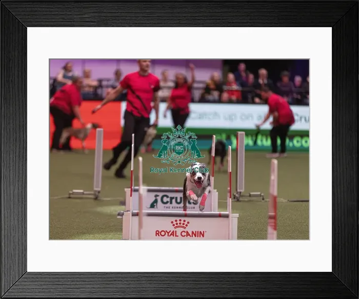 Framed Print : D-C-D-0-1-9-0 Crufts 2024 NEC Birmingham Day 3